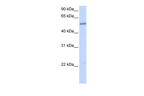 		Western blot