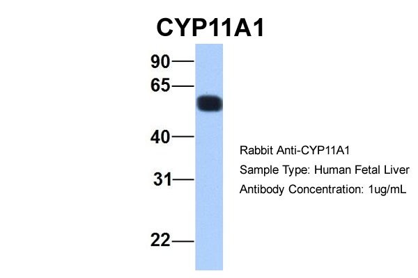 		Western blot
