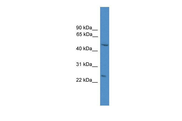 		Western blot
