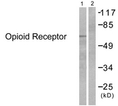 		Western blot