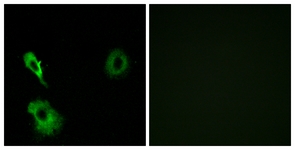 		Immunofluorescence