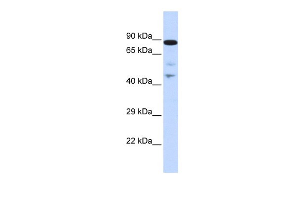 		Western blot