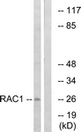 		Western blot
