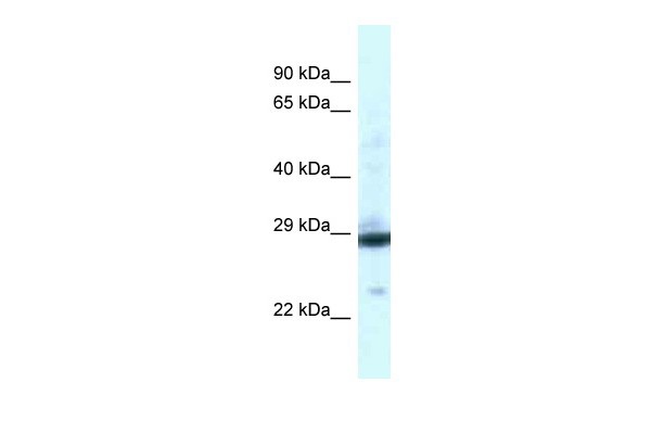 		Western blot