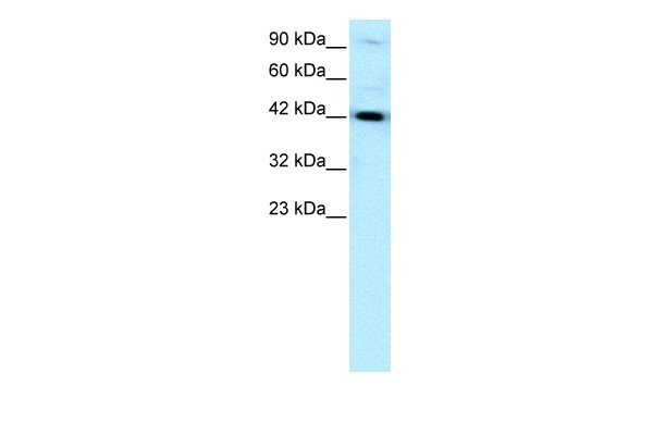 		Western blot