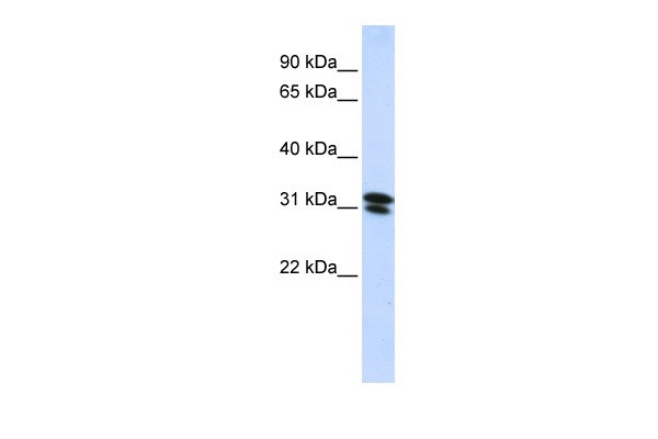 		Western blot