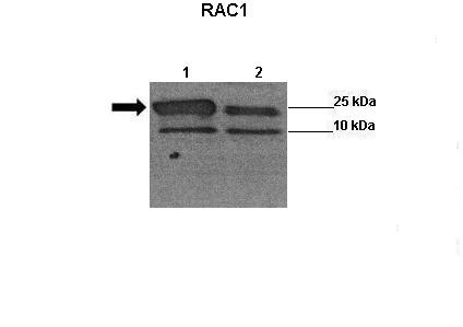 		Western blot