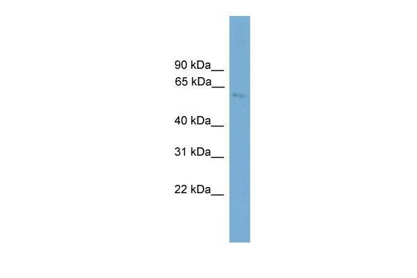 		Western blot