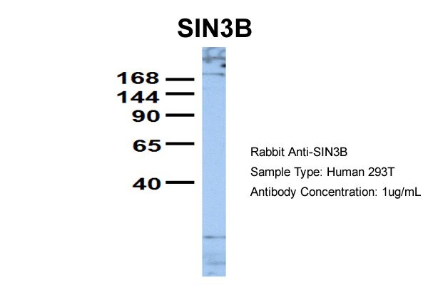 		Western blot