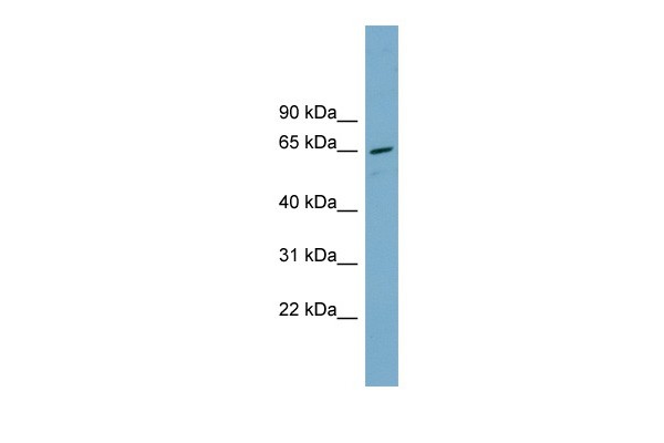 		Western blot