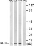 		Western blot