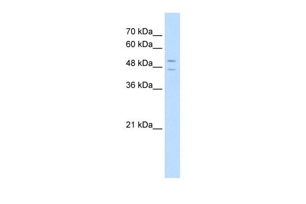 		Western blot