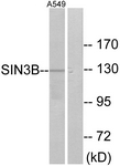 		Western blot