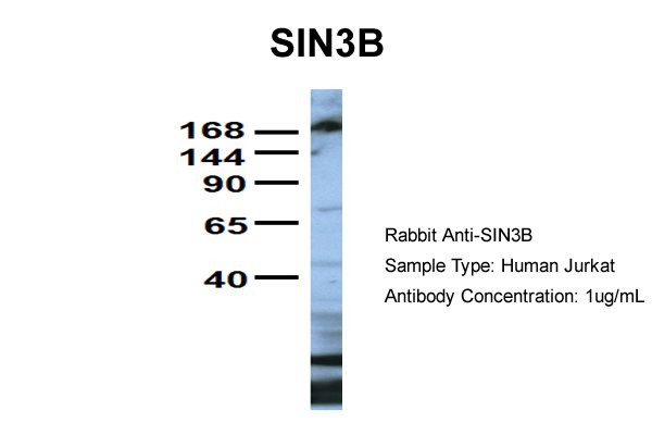 		Western blot