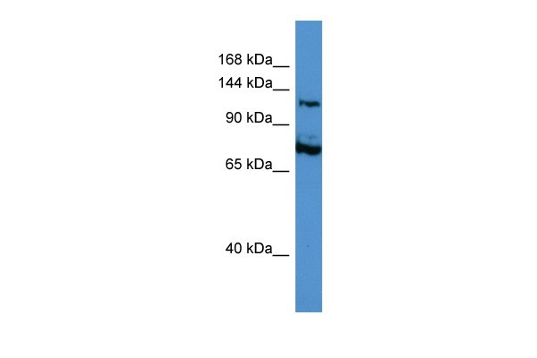 		Western blot