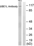 		Western blot