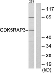 		Western blot
