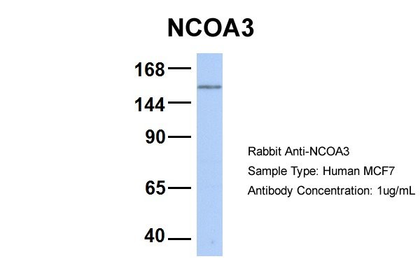 		Western blot