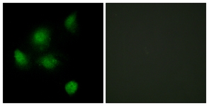 		Immunofluorescence