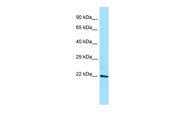 		Western blot