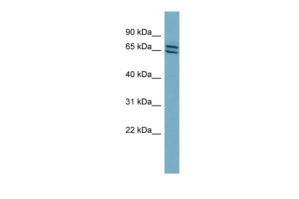 		Western blot