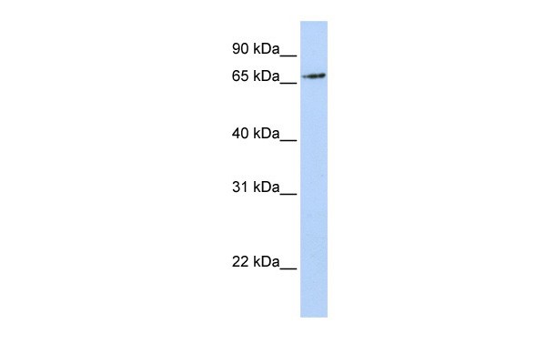 		Western blot