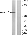 		Western blot